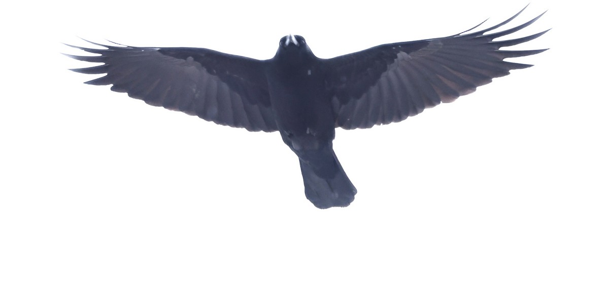 American Crow - ML646522881