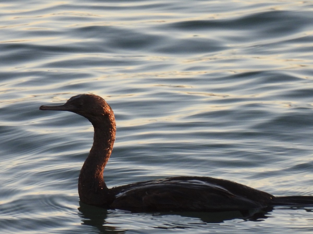Pelagic Cormorant - ML646522883