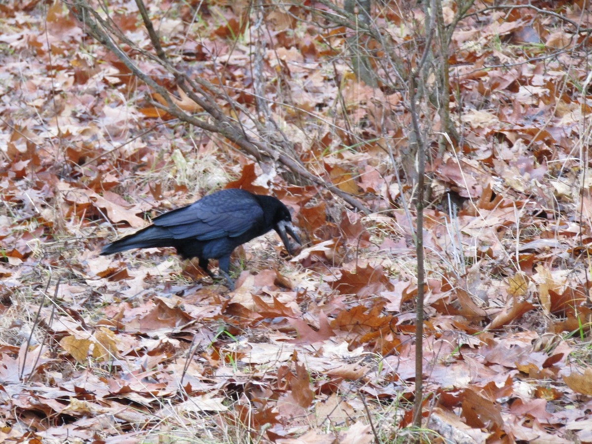 Турлиах хэрээ - ML646522884