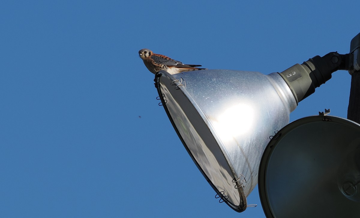 American Kestrel - ML646522886