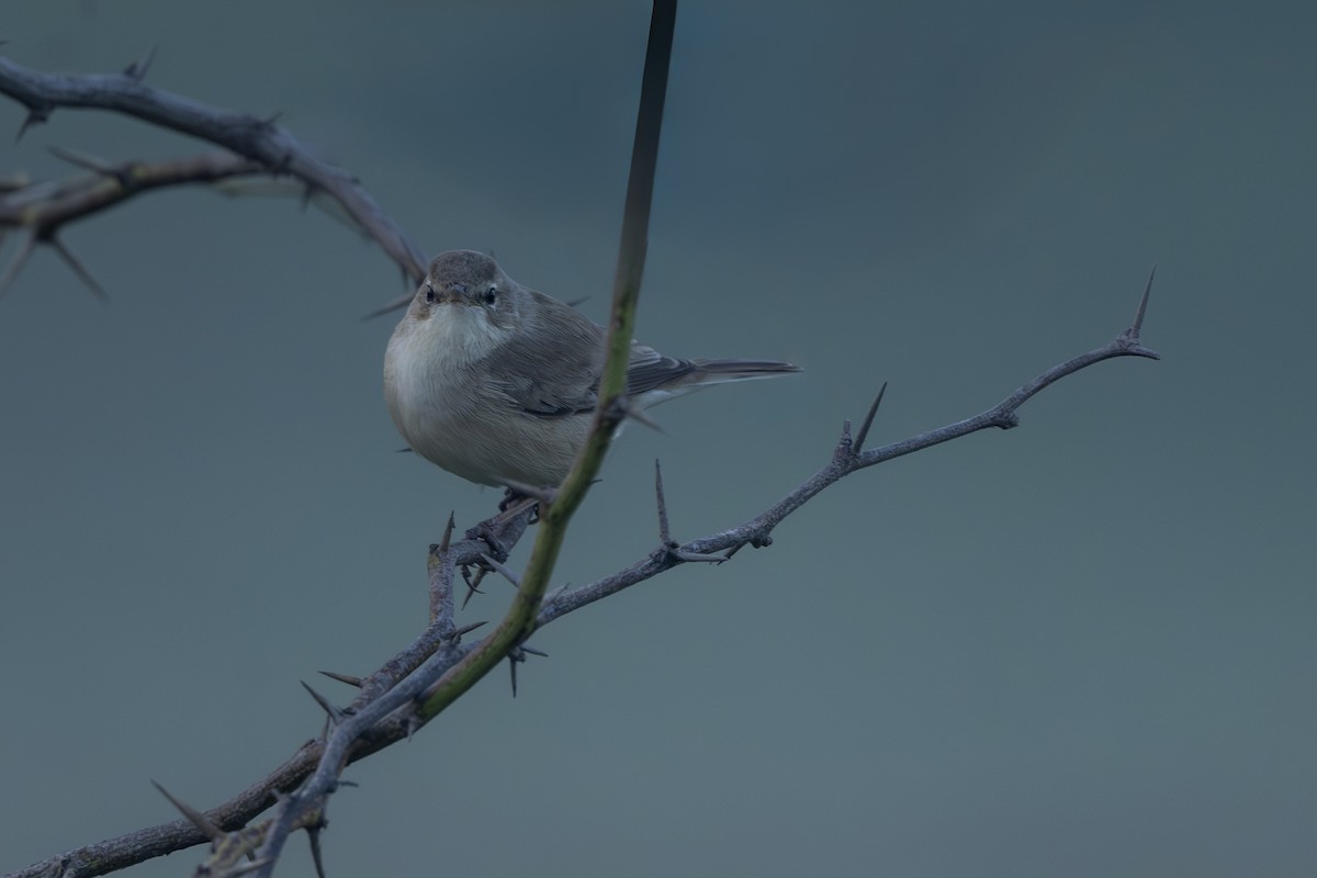 Küçük Mukallit - ML646522891