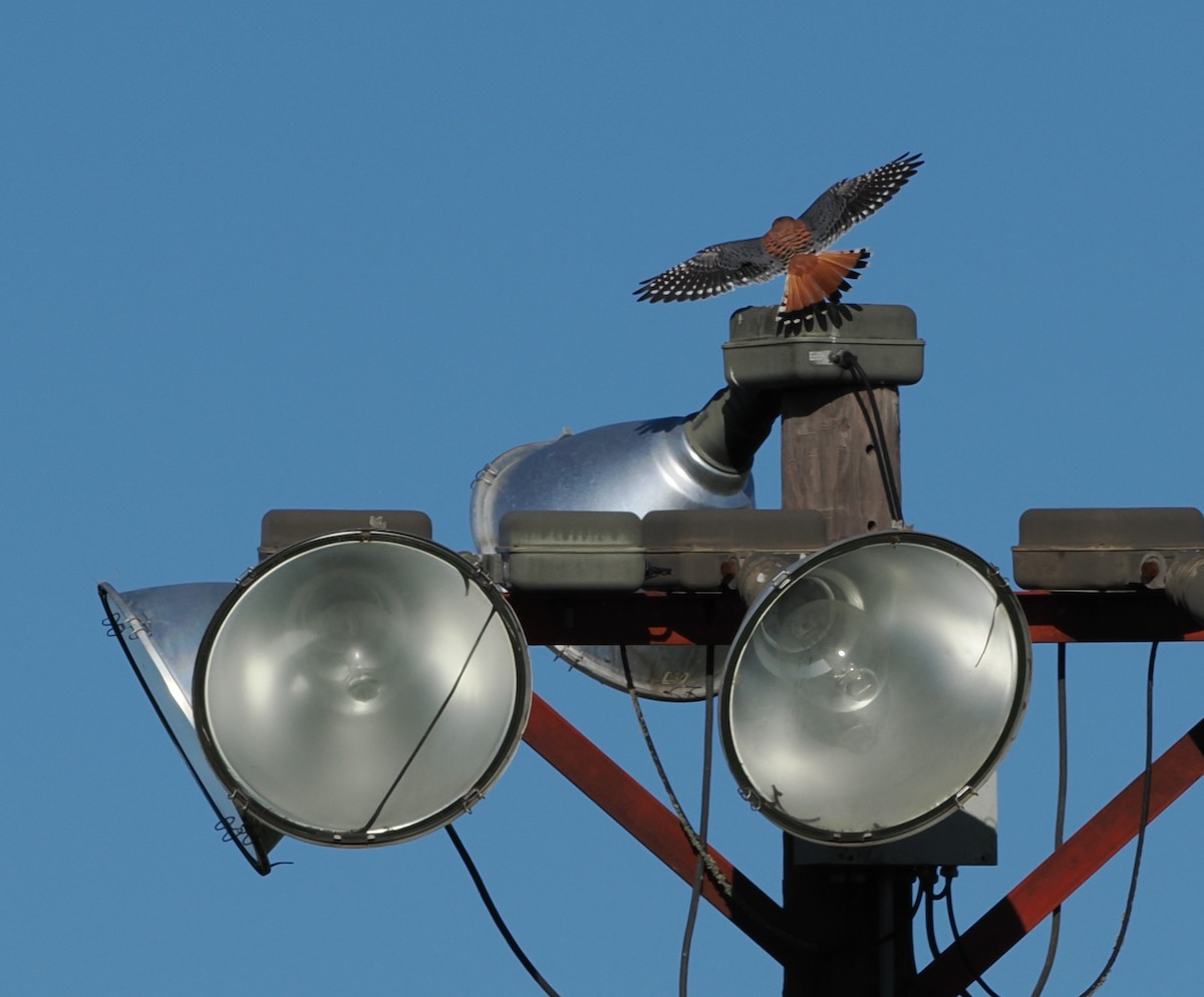 American Kestrel - ML646522892
