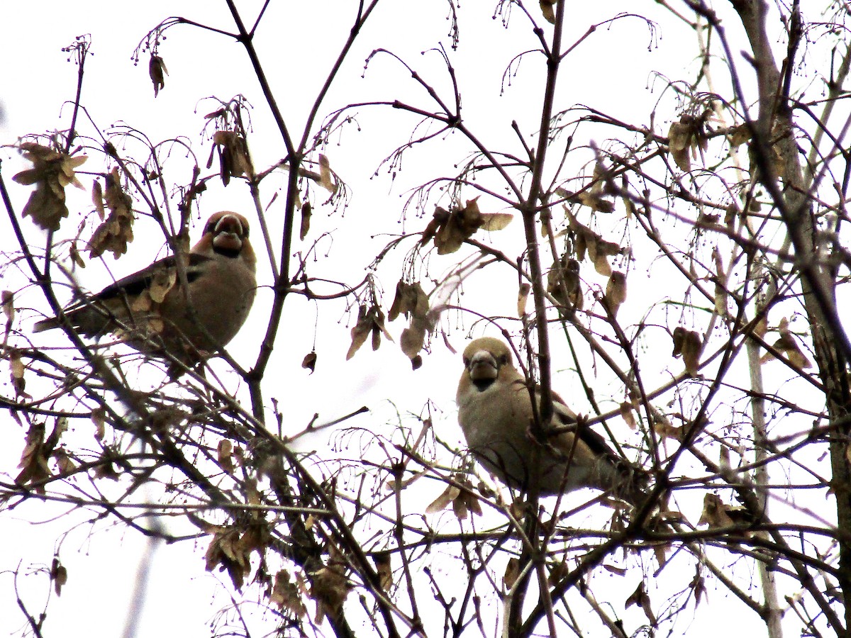 Банхар булжуухай - ML646522893