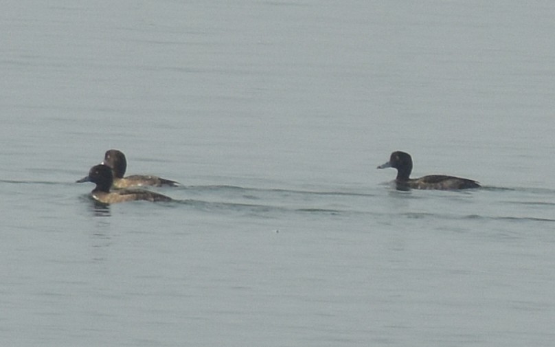 Tufted Duck - ML646522895