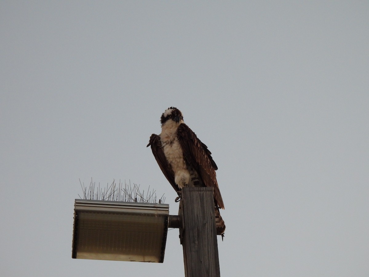 שלך - ML646522899