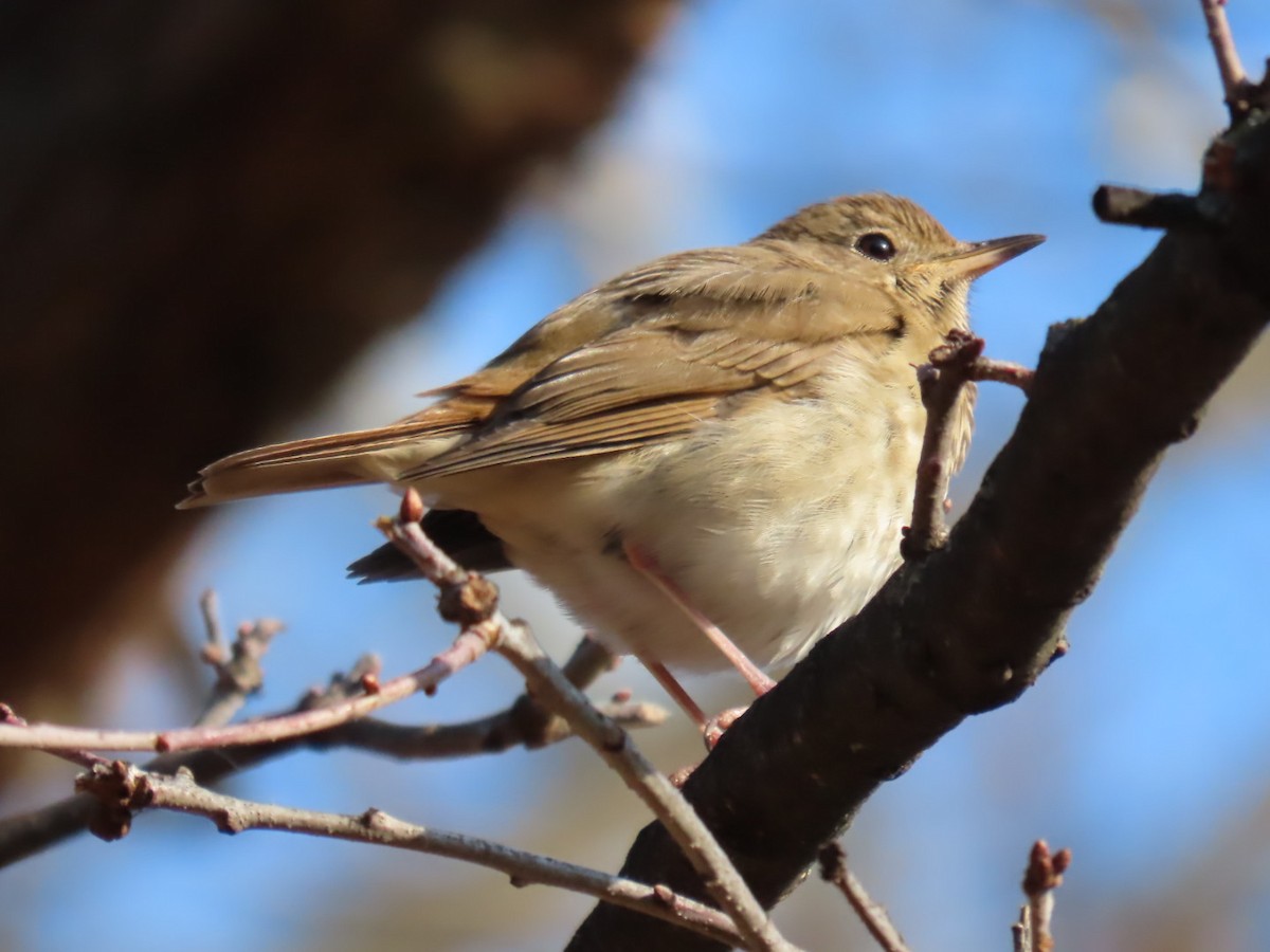 Grive solitaire - ML646522900