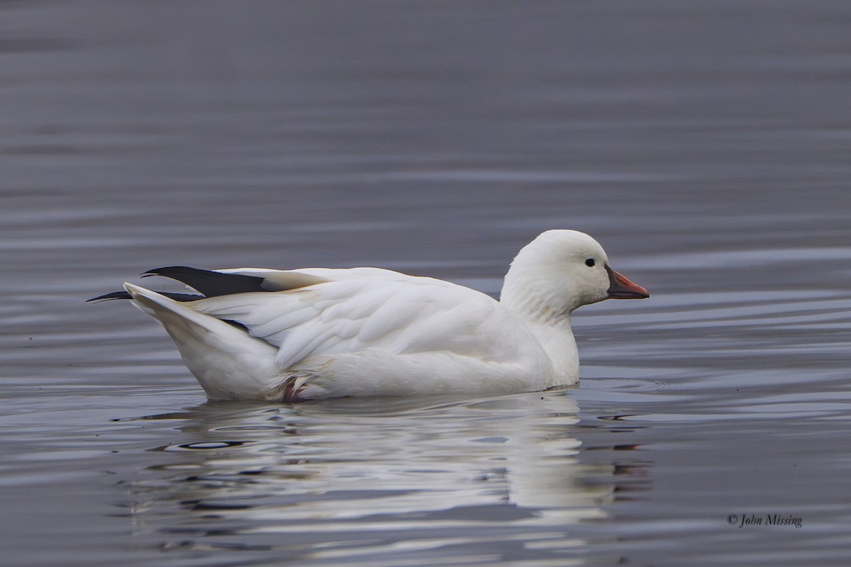 Küçük Kar Kazı - ML646522901