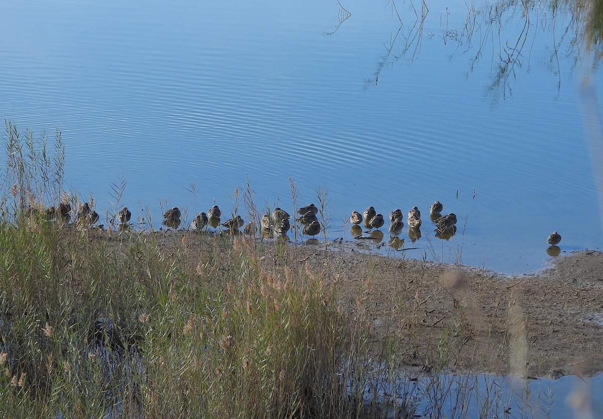 Marbled Duck - ML646522902