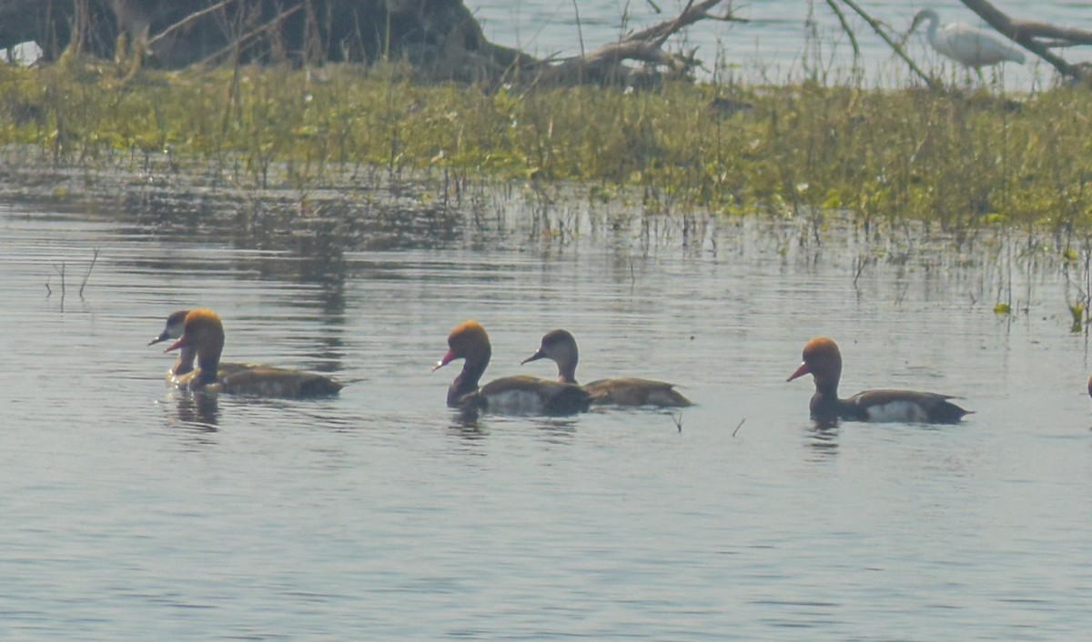 Red-crested Pochard - ML646522904