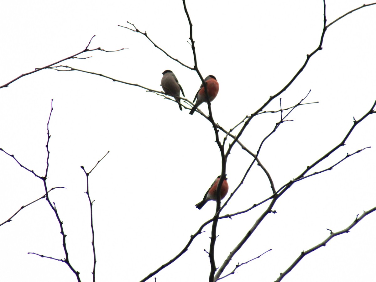 Эгэл зана - ML646522906