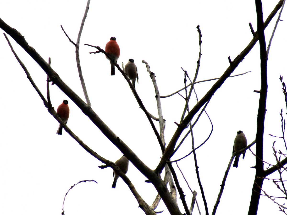 Эгэл зана - ML646522907