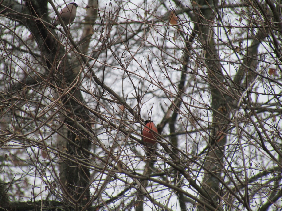 Эгэл зана - ML646522909