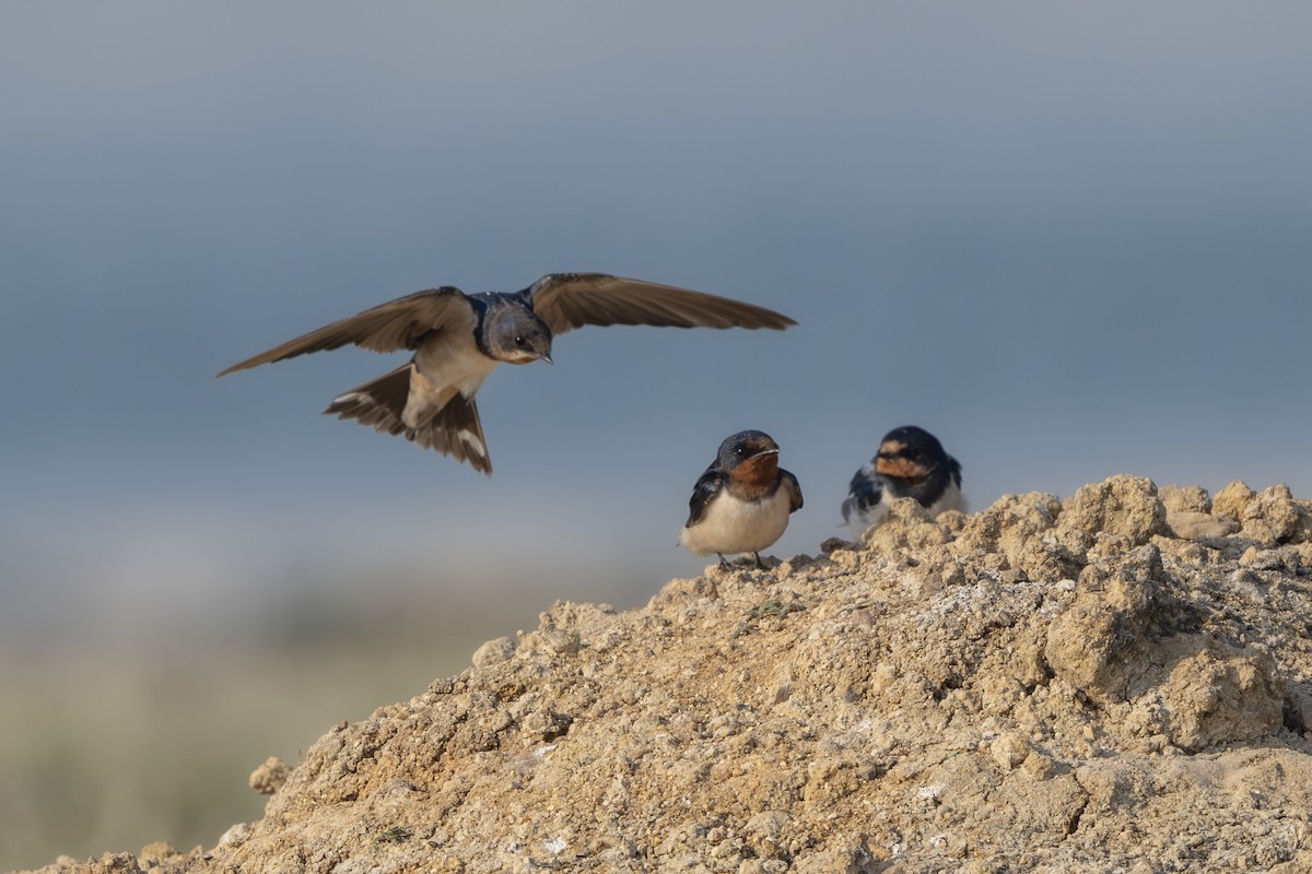 Kır Kırlangıcı - ML646522910