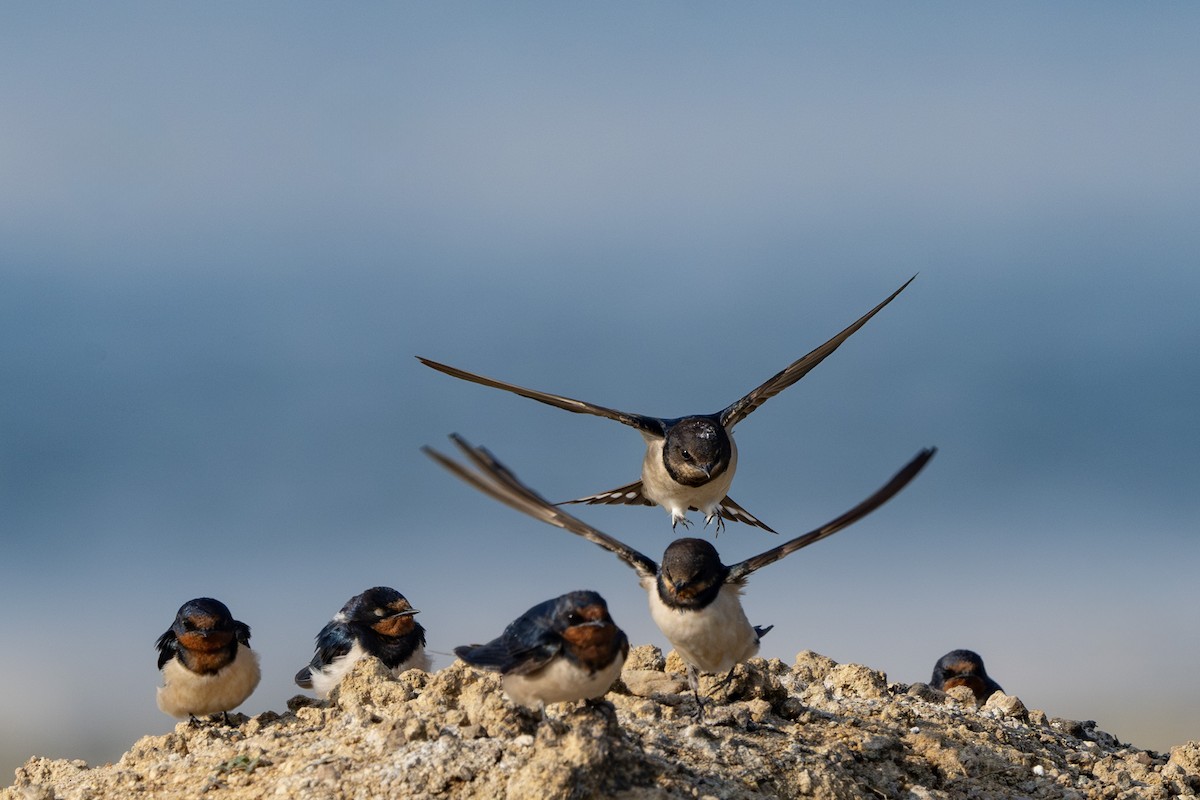 Kır Kırlangıcı - ML646522911