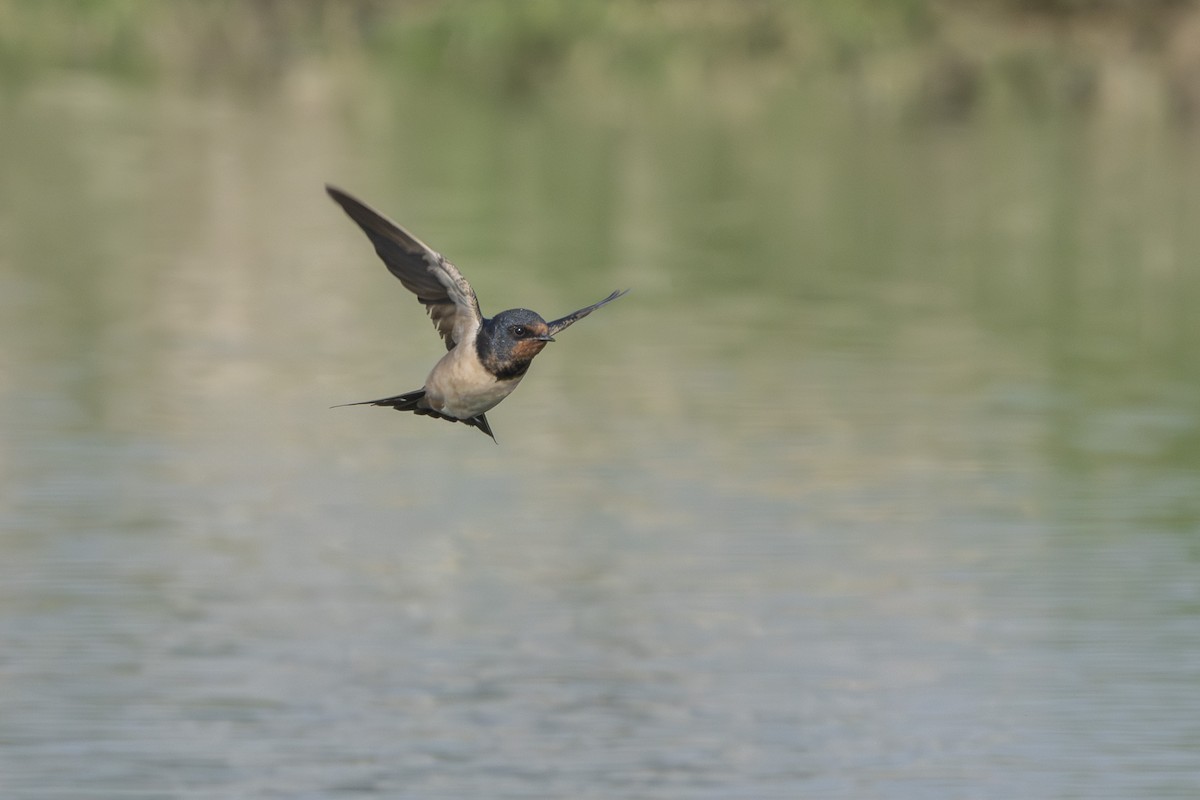 Kır Kırlangıcı - ML646522913