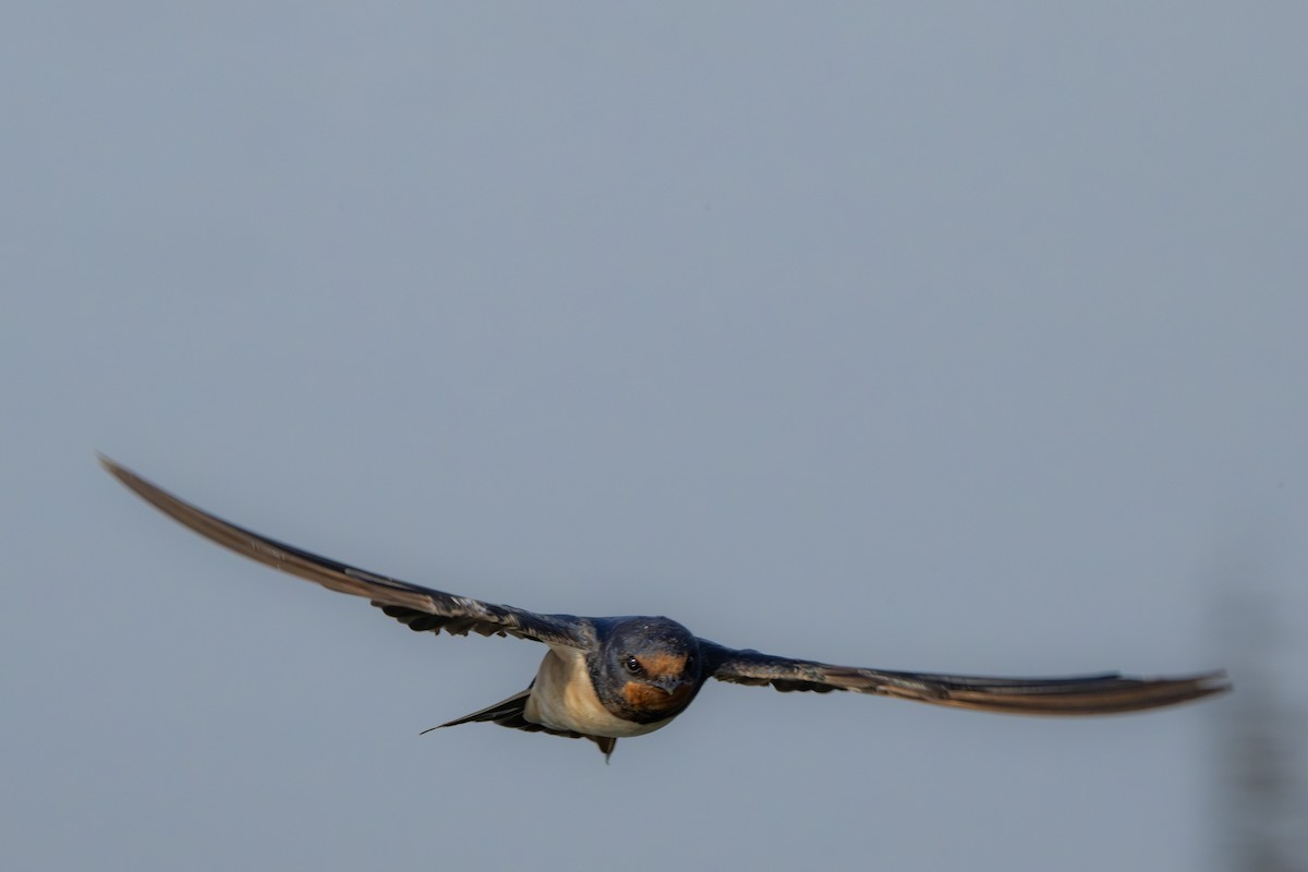 Kır Kırlangıcı - ML646522914