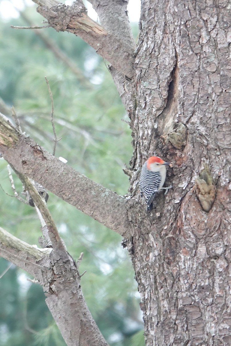 Red-bellied Woodpecker - ML646522915