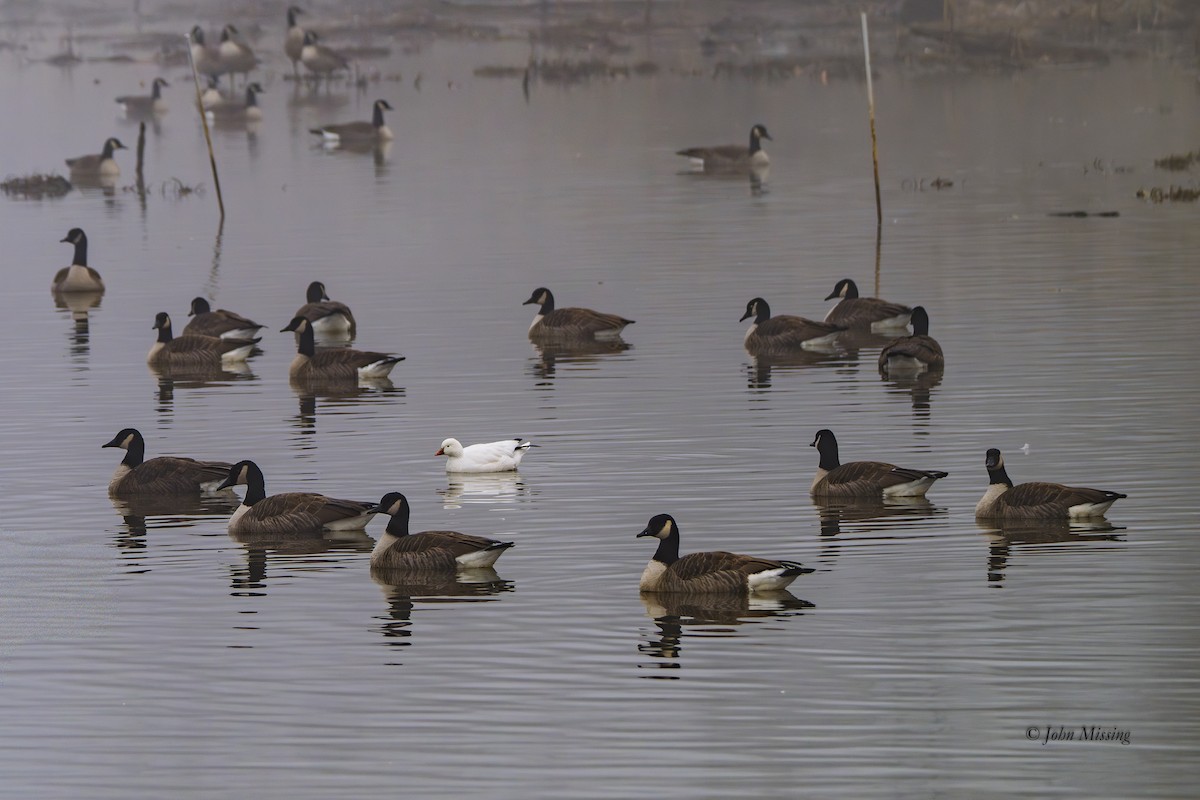 Küçük Kar Kazı - ML646522916