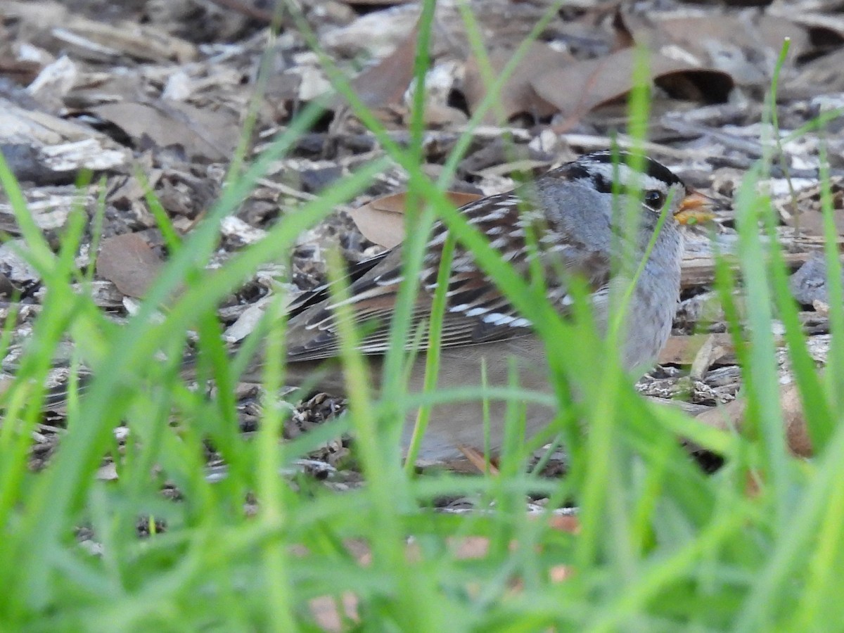 White-crowned Sparrow - ML646522918