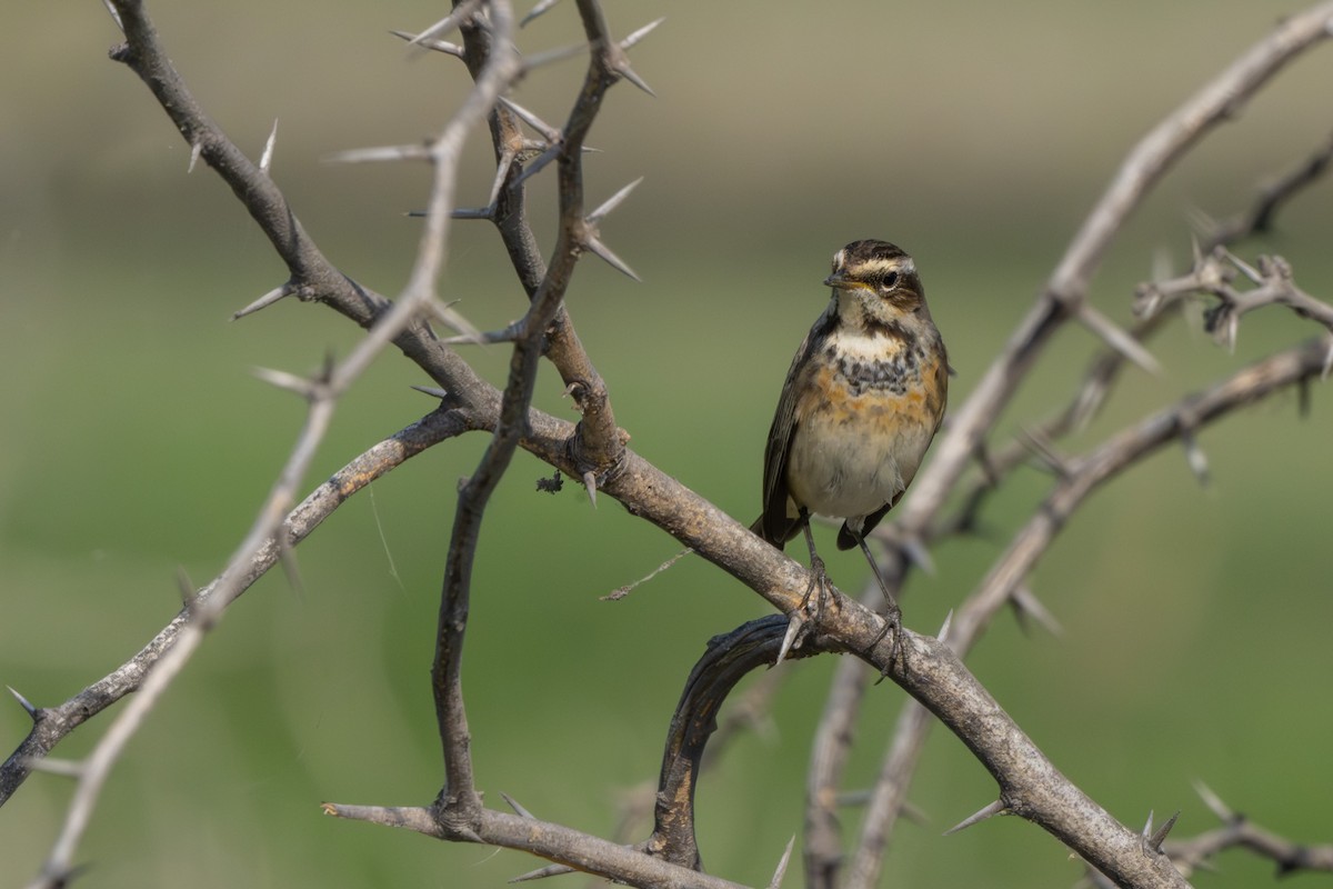 Mavigerdan - ML646522921