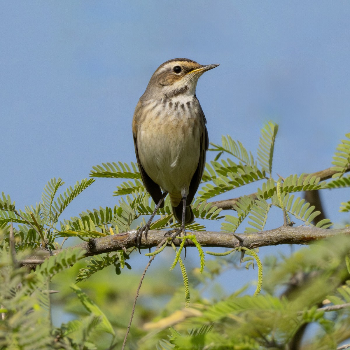 Mavigerdan - ML646522922