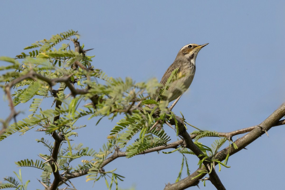 Mavigerdan - ML646522923