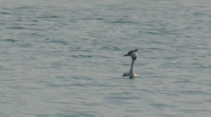 Great Crested Grebe - ML646522925