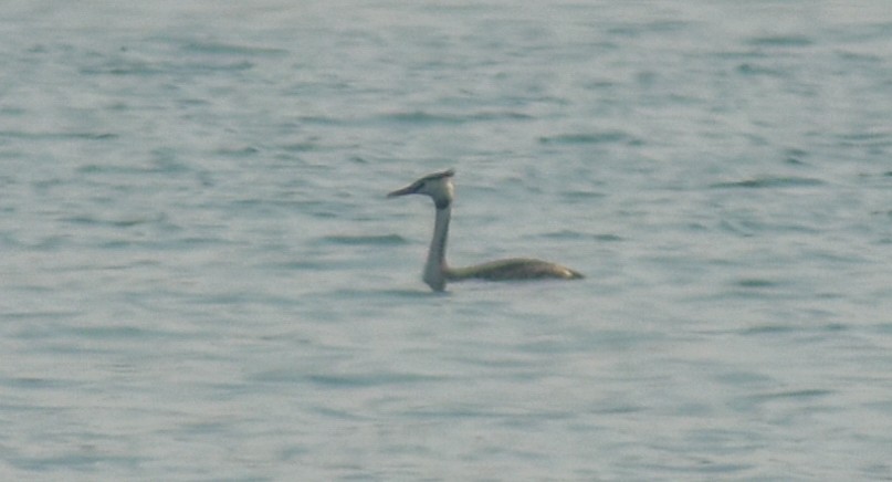 Great Crested Grebe - ML646522926