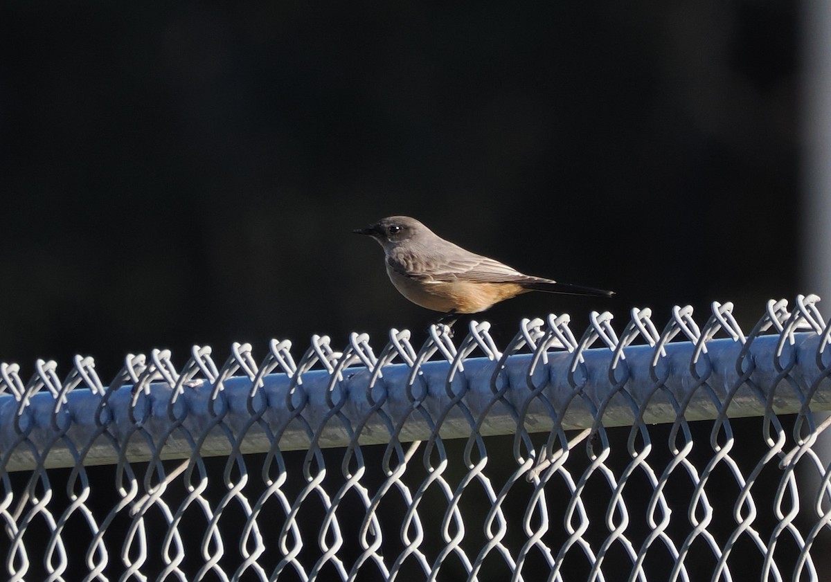 Say's Phoebe - ML646522927