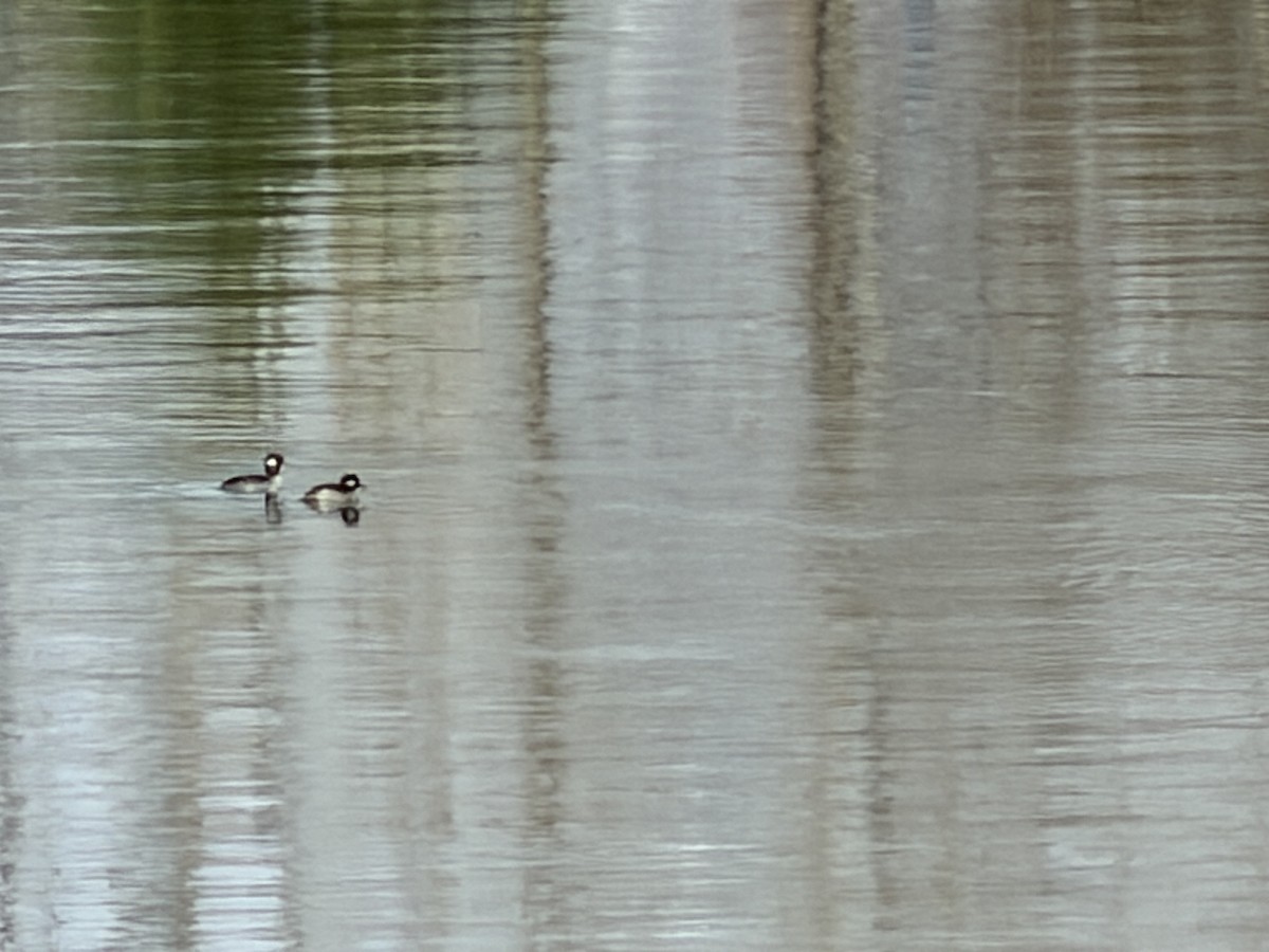 Bufflehead - ML646522928