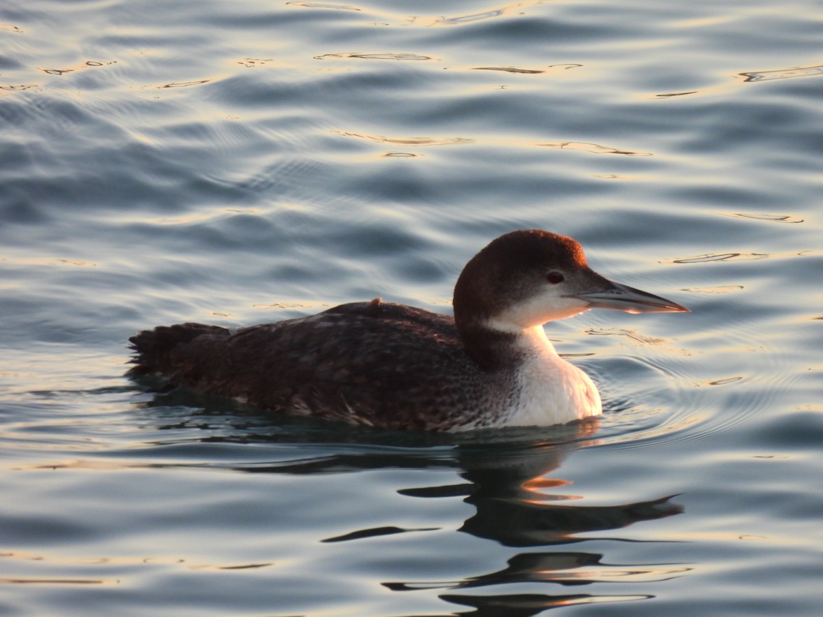 צוללן צפוני - ML646522929