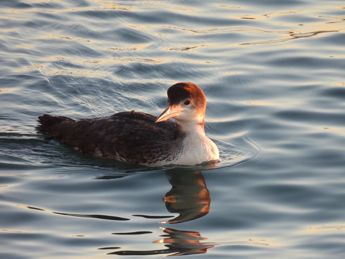 צוללן צפוני - ML646522930