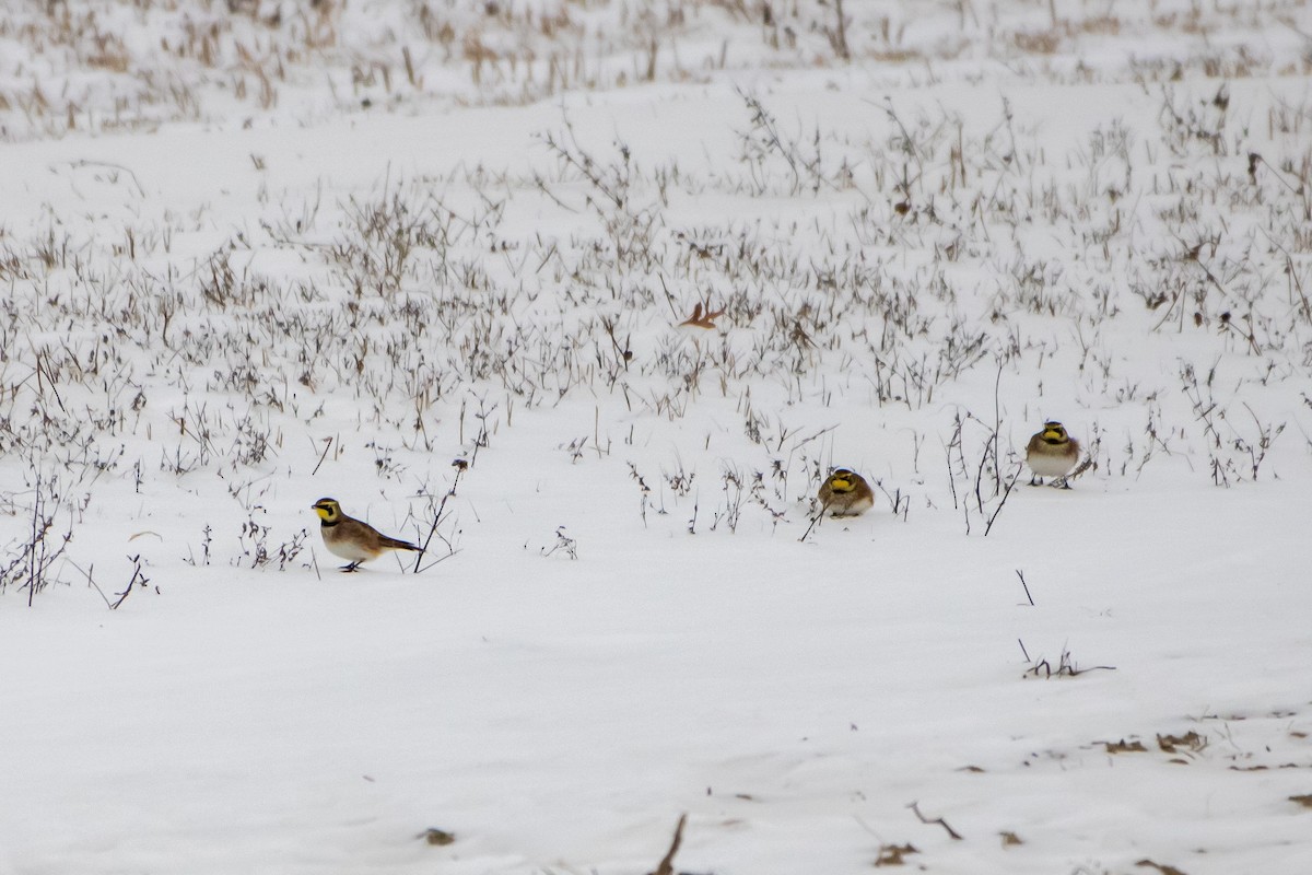 צחיחנית חרמון - ML646522935