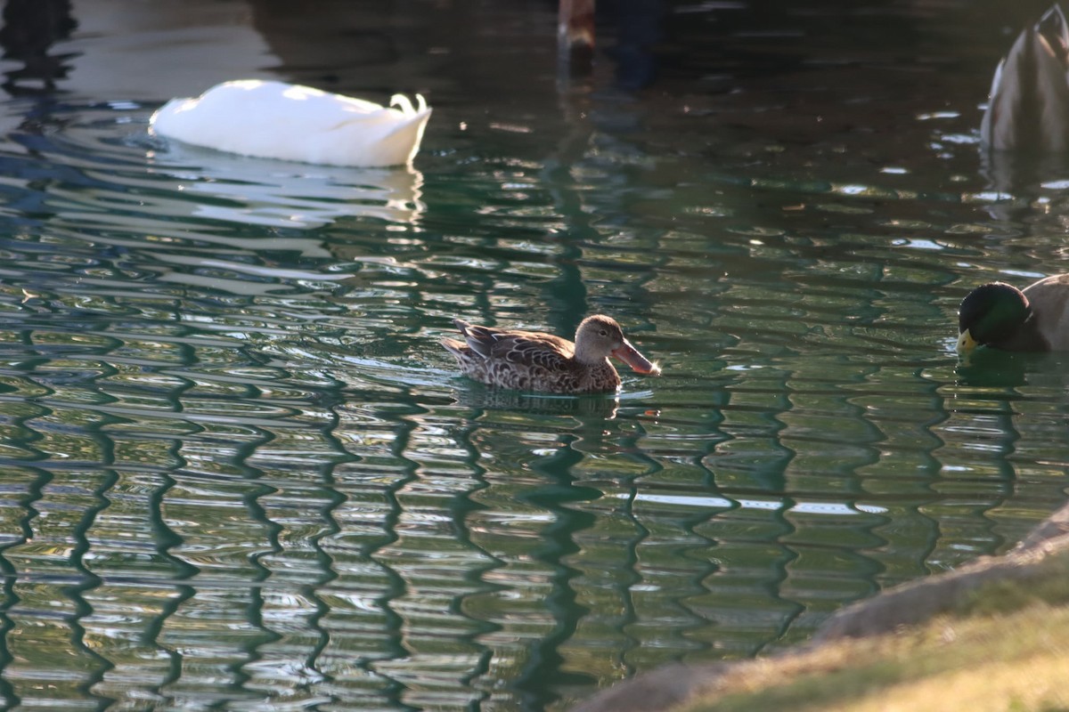 Northern Shoveler - ML646522936