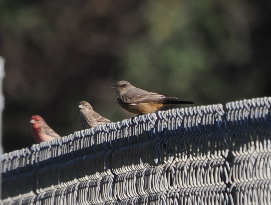 Say's Phoebe - ML646522938