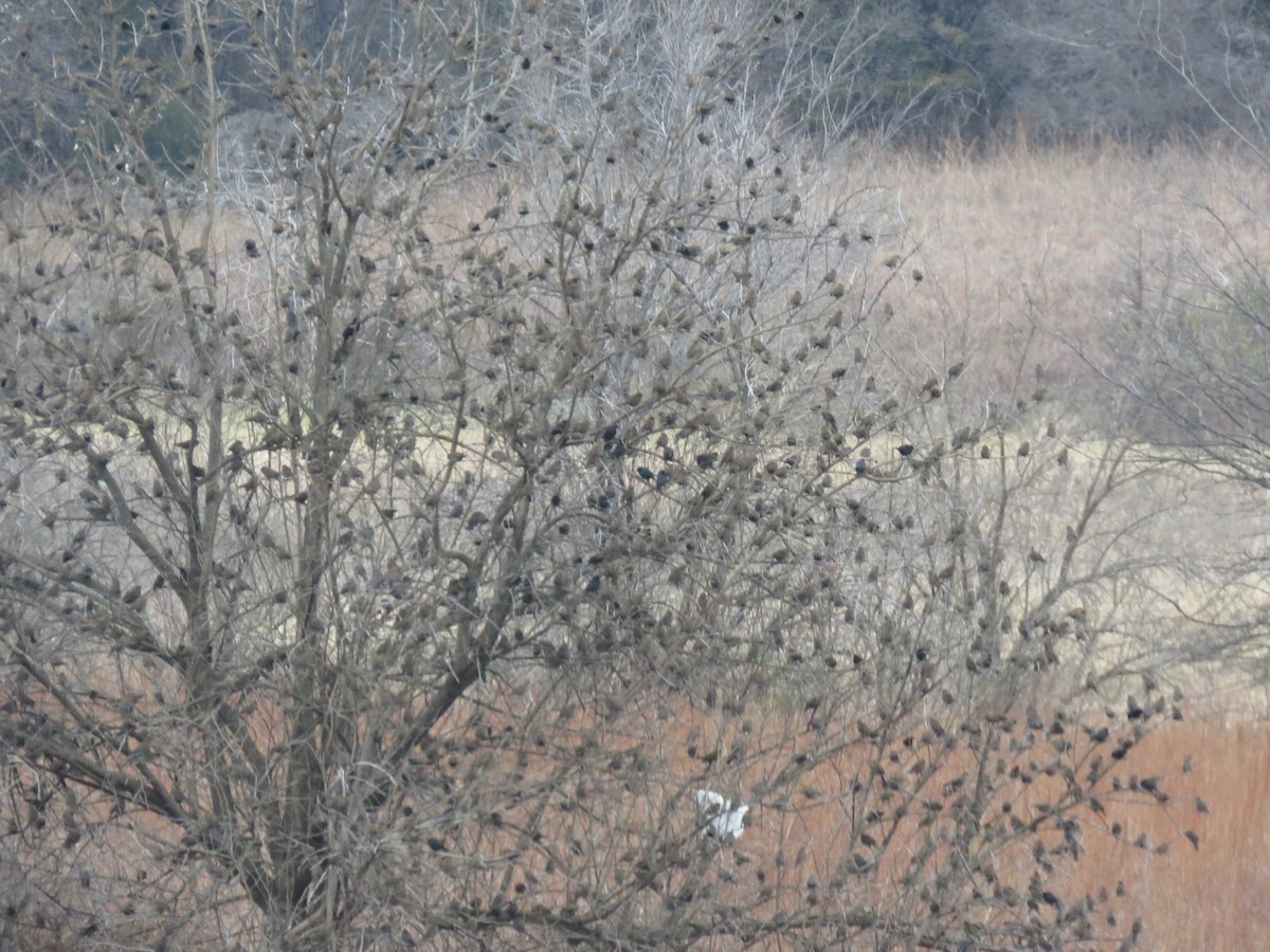 Red-winged Blackbird - ML646522940