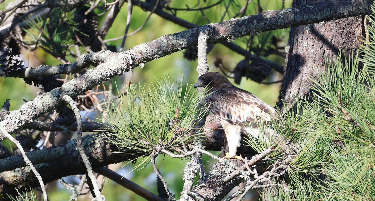Booted Eagle - ML646522941