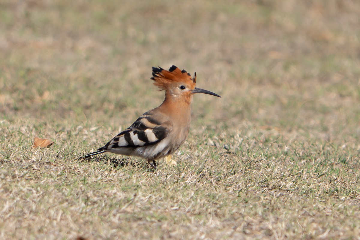 Common Hoopoe (African) - ML646522942