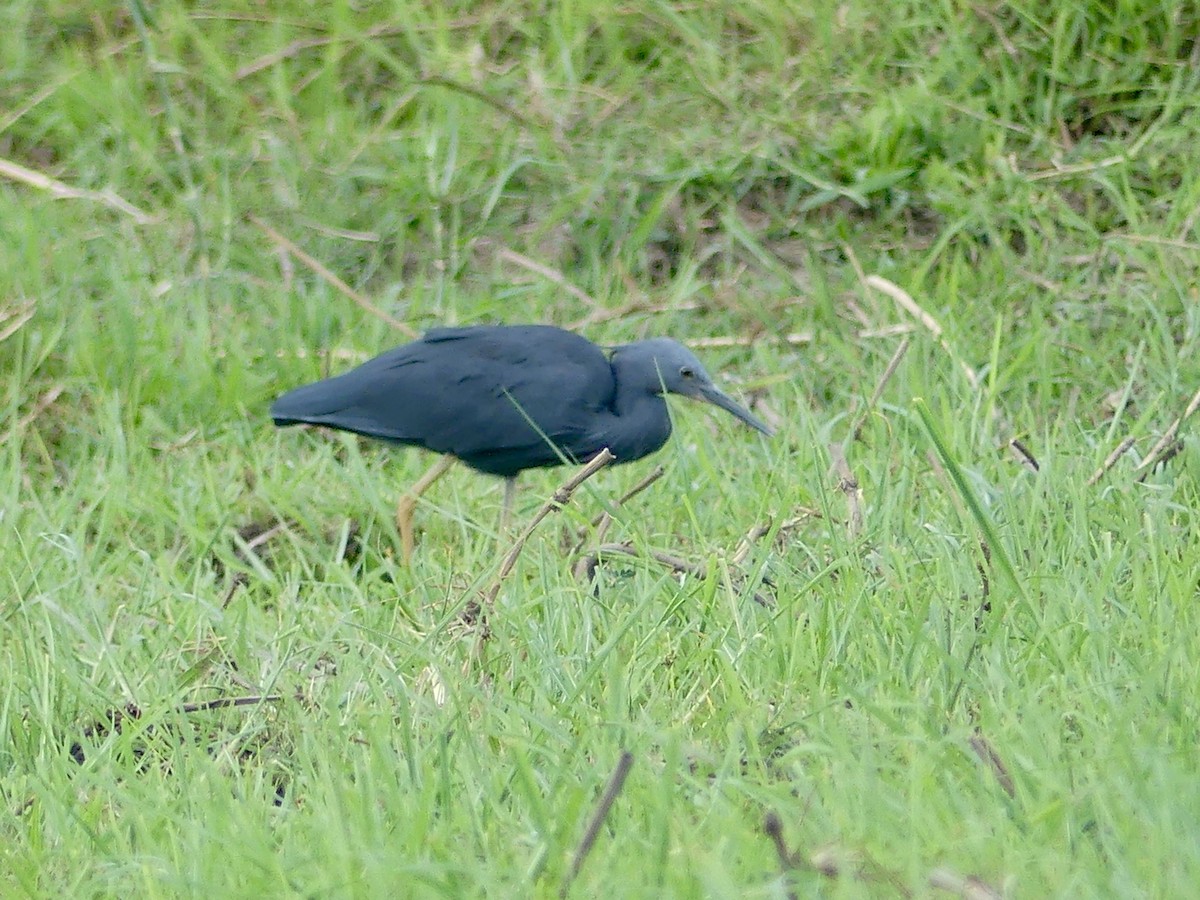 Slaty Egret - ML646522943