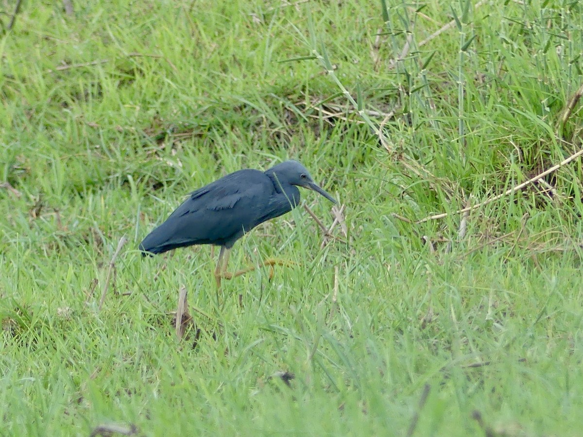 Slaty Egret - ML646522944