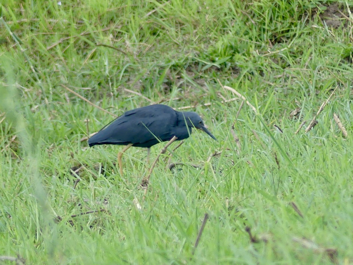 Slaty Egret - ML646522945