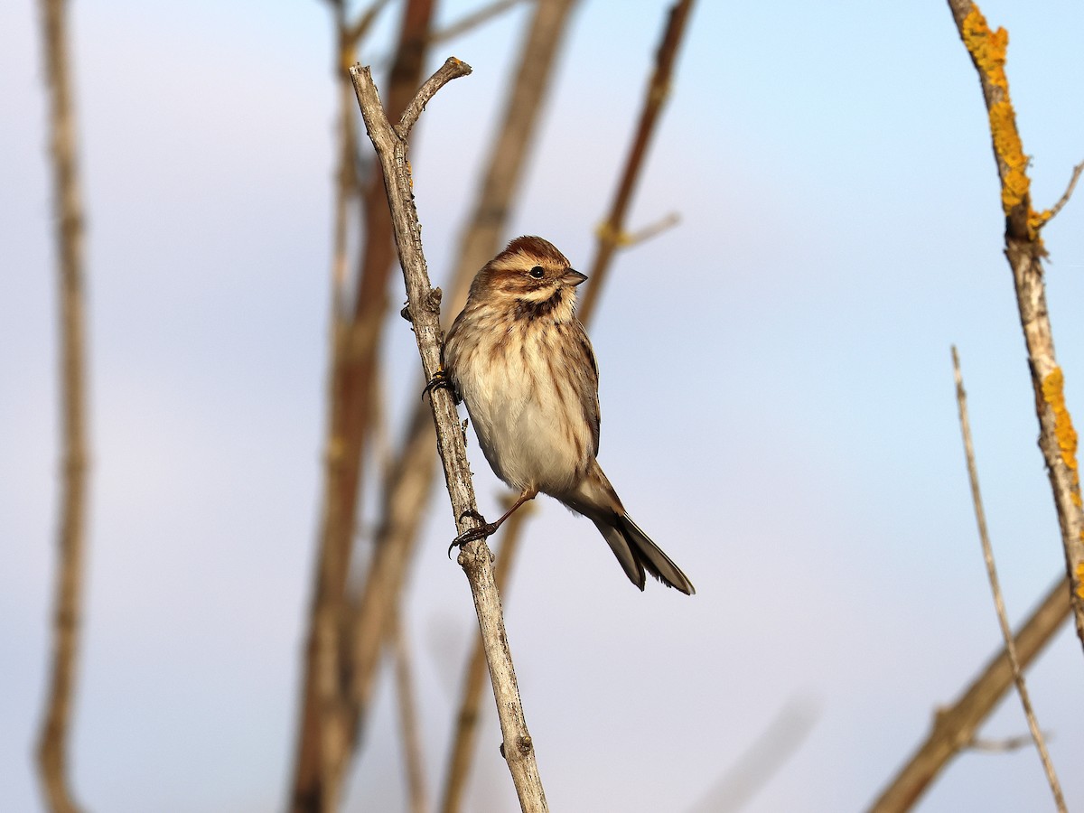Reed Bunting - ML646522946