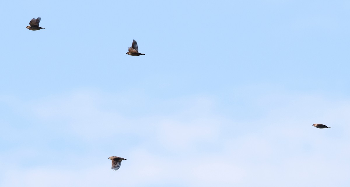 Scaly-breasted Munia - ML646522947