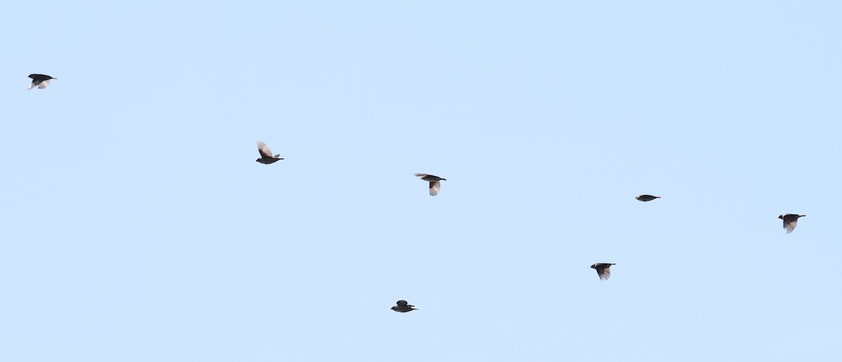 Scaly-breasted Munia - ML646522948