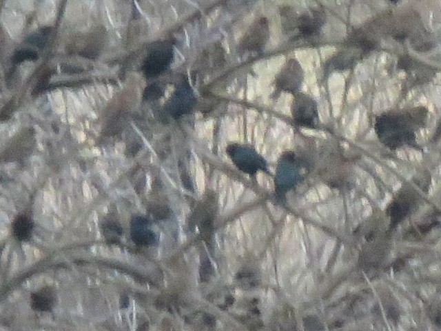 Brown-headed Cowbird - ML646522950