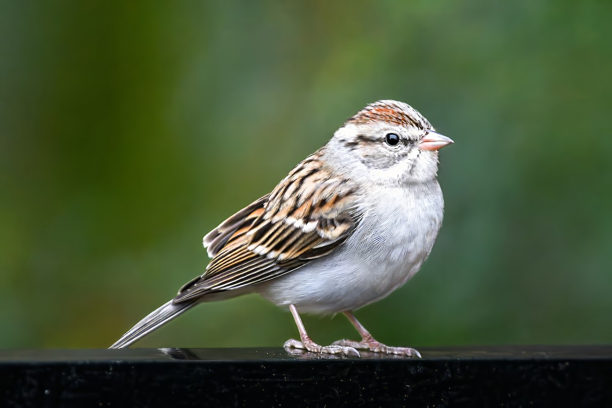 Chipping Sparrow - ML646522951