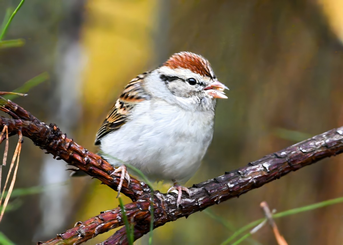 Chipping Sparrow - ML646522952