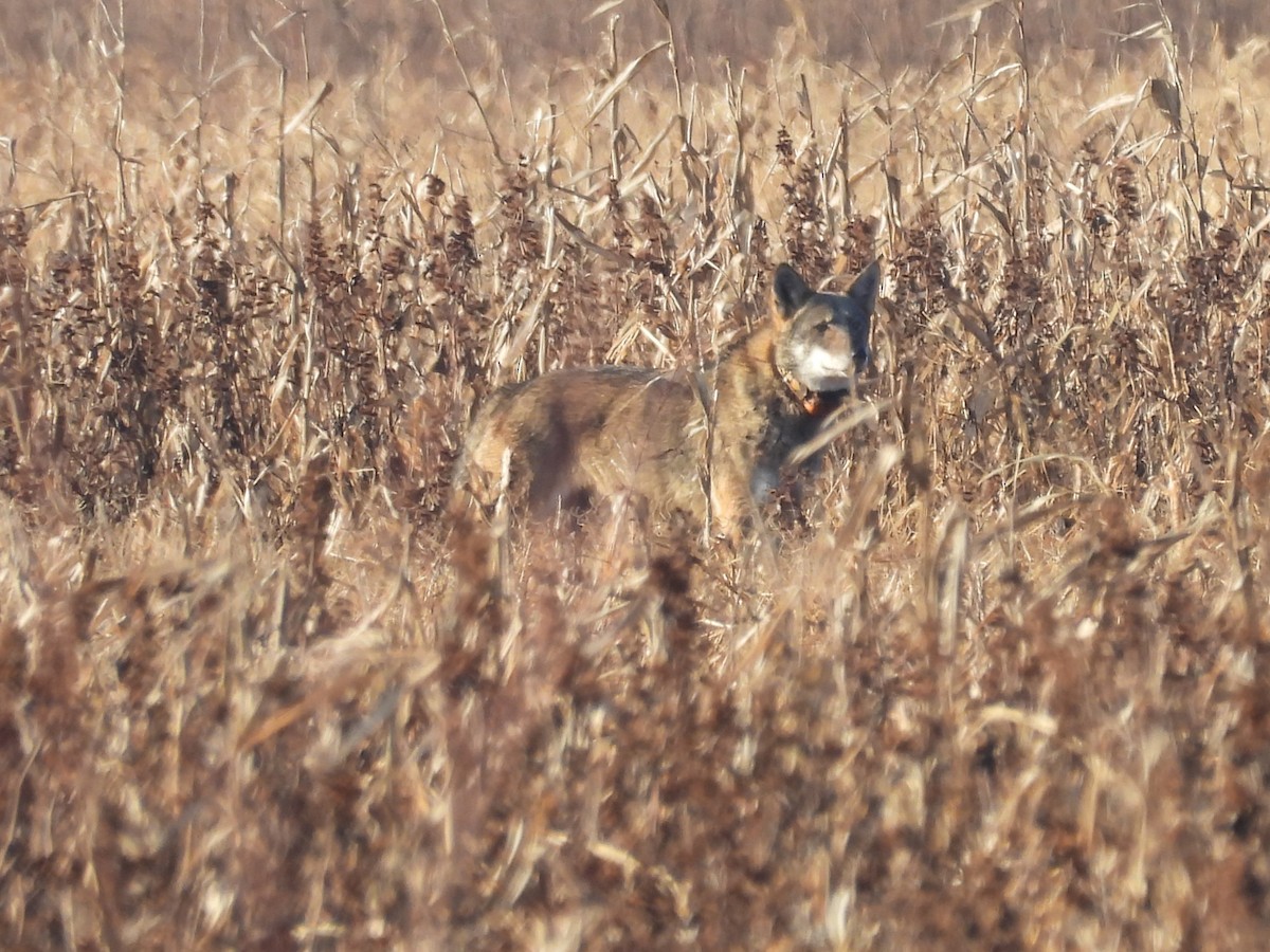 kızıl kurt - ML646522953