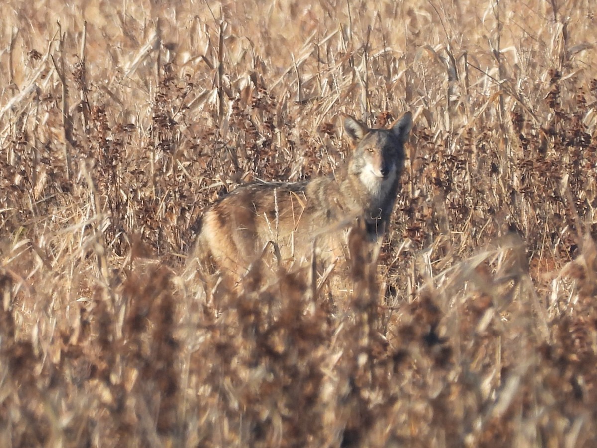 kızıl kurt - ML646522954