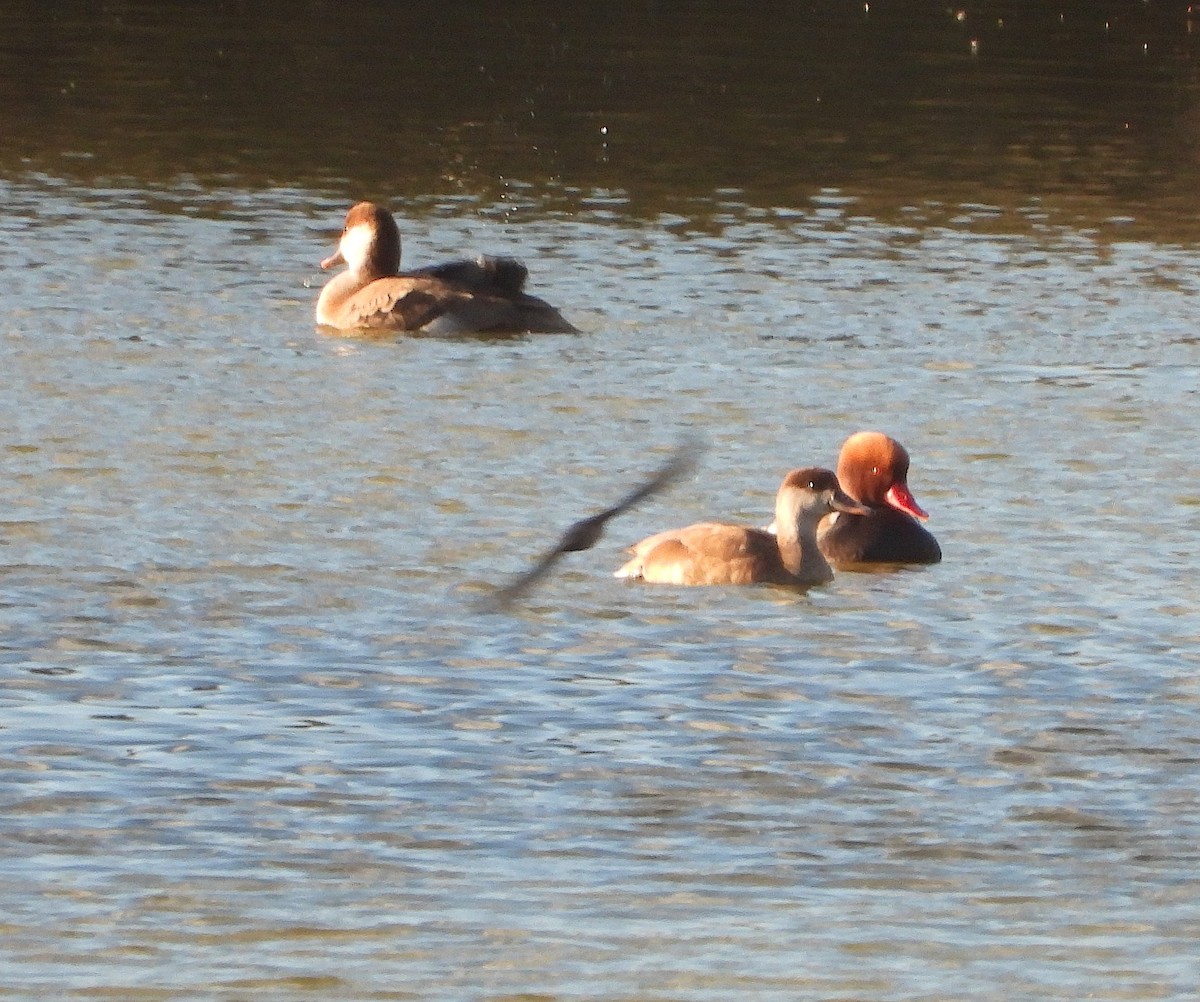 Red-crested Pochard - ML646522955